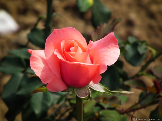 Rose-Flower-171.jpg